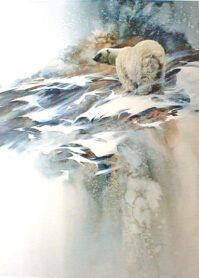 Ice Bear by Solberg