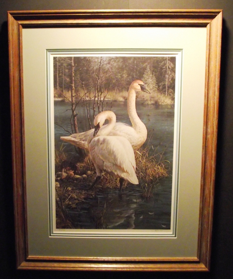 Framed and triple matted and rare Carl Brenders limited edition Trumpeter Swans print