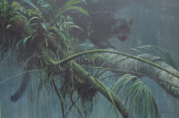 bateman-shadow-of-the-rainforest