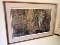 Tiger At Dawn by Bateman