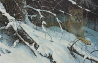 Cougar in the Snow by Robert Bateman-framed - Image 2