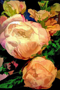 Peonies -Digital Photograph by Cameron Covey