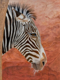 St. Louis Zebra- Oil by Jim Richards