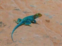 Turquoise Predator- Oil by Jim Richards