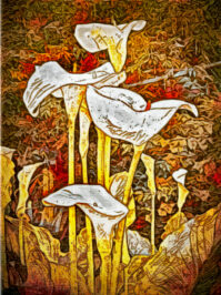 Lilies -Digital Photograph by Cameron Covey