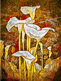 Lilies -Digital Photograph by Cameron Covey