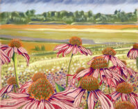 Minto Growers Field with Purple Coneflowers - Print by Diane Trevett