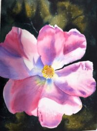 Wild Rose-Watercolor by Michelle Myers